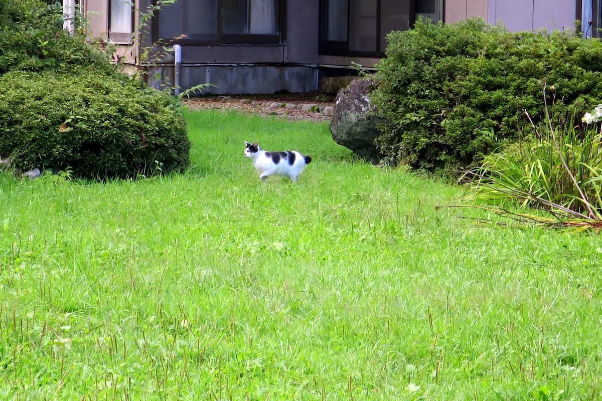 川渡温泉 藤島旅館