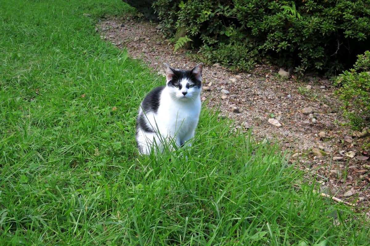 川渡温泉 藤島旅館